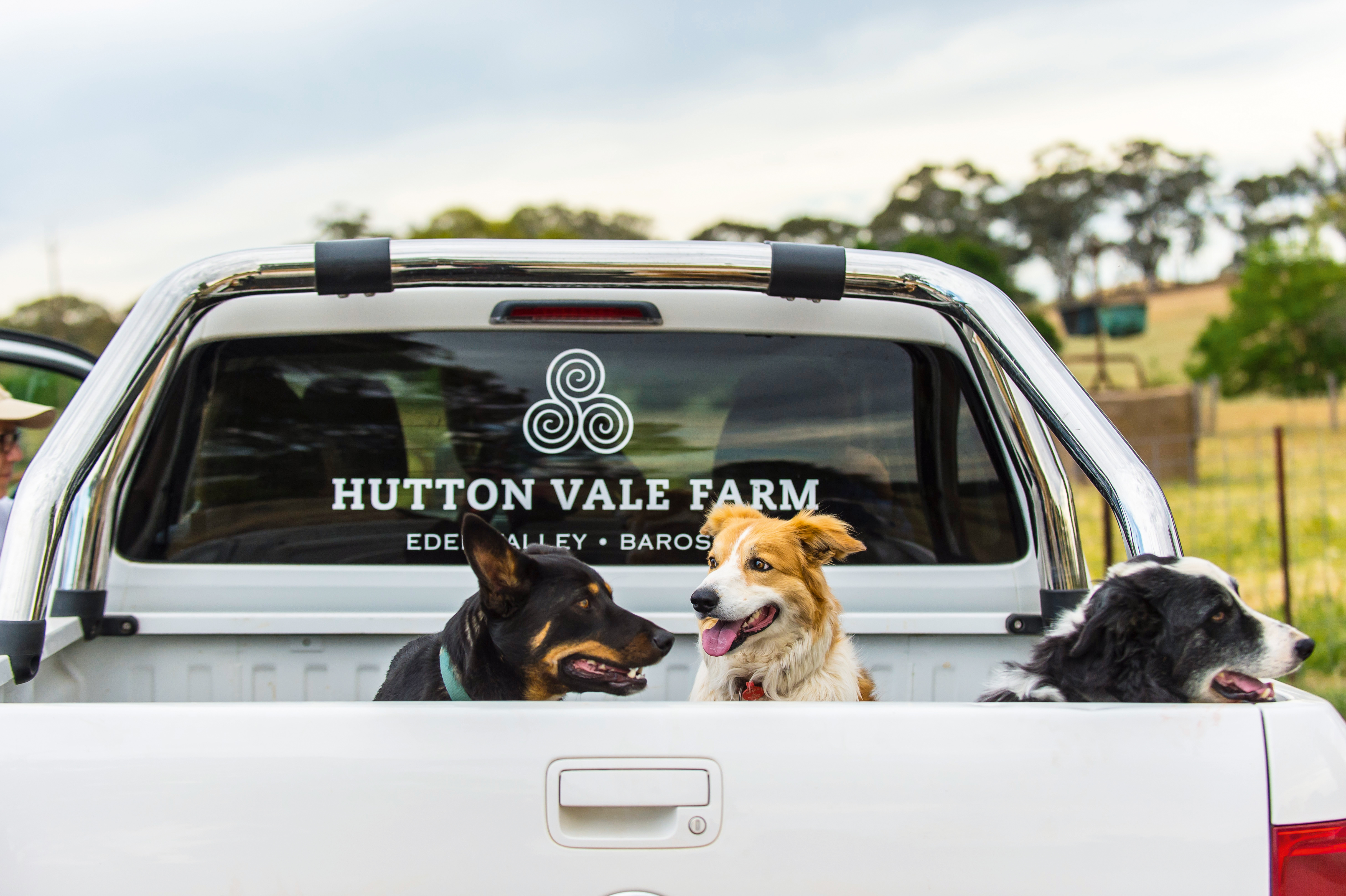 Two dogs in the back of the Hutton Vale ute